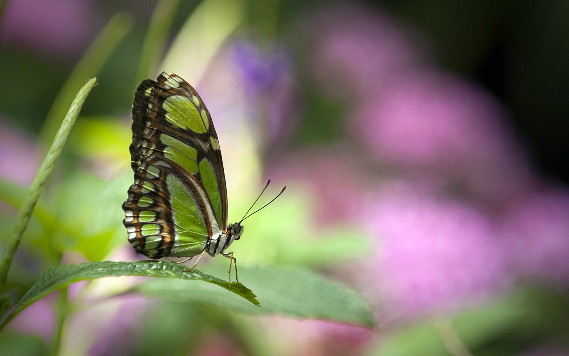 Bộ sưu tập 50+ hình nền bươm bướm đẹp huyền ảo nhất