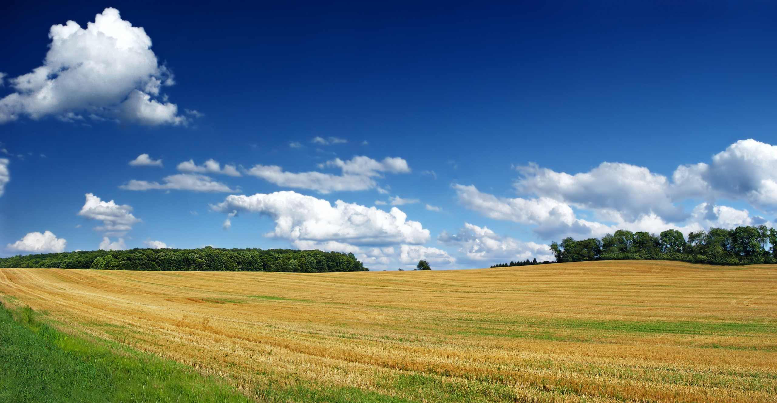 Hình nền : cánh đồng, Chùa, kết cấu, màu xanh lá, mùa hè, Sáng, đồng cỏ,  Hoa 1920x1200 - goodfon - 651536 - Hình nền đẹp hd - WallHere