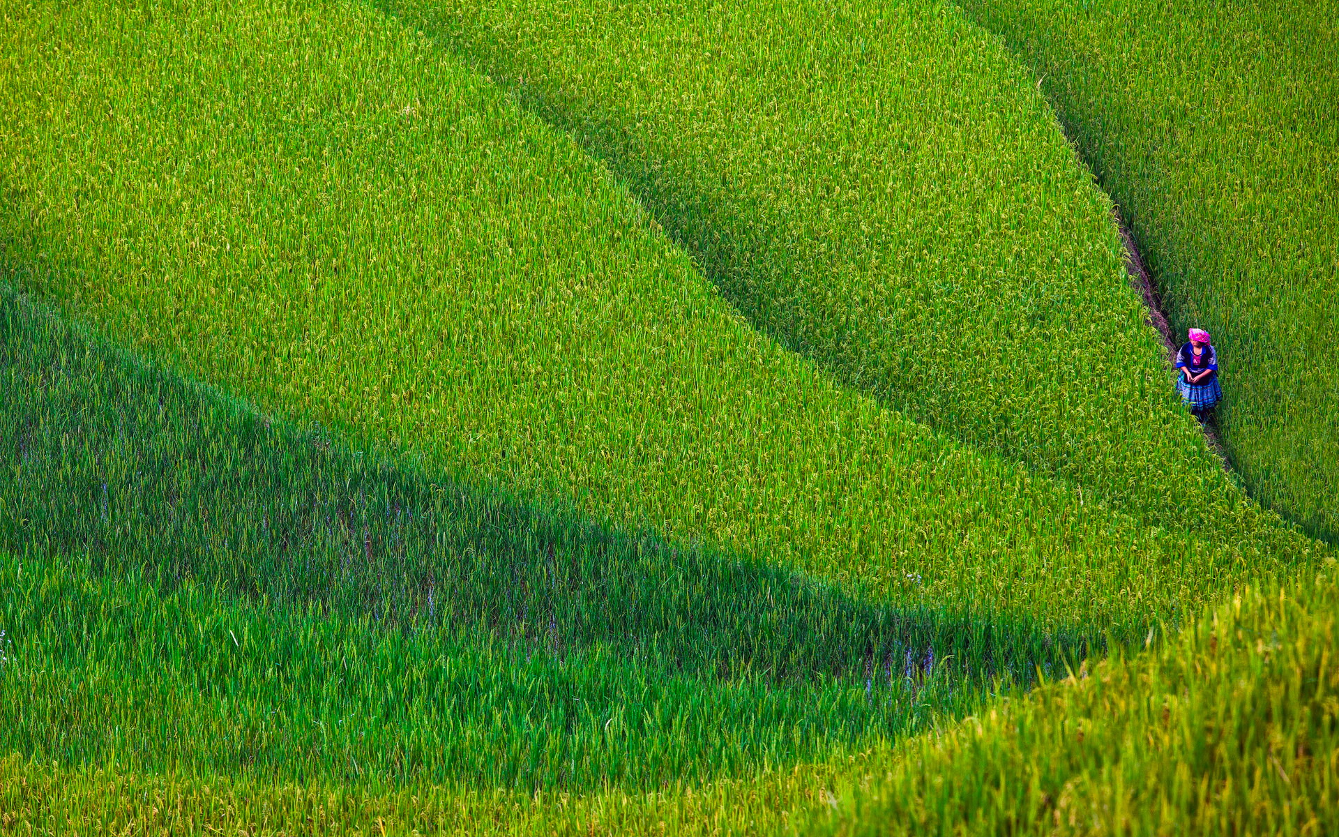 30 Hình nền cánh đồng lúa quê hương thơ mộng tuyệt đẹp  DYB