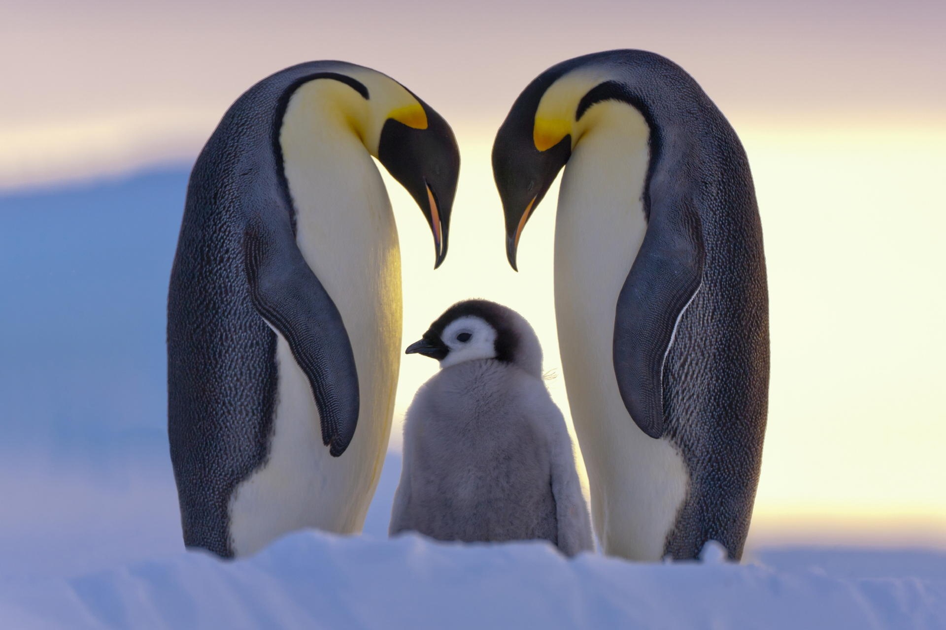 80 Ảnh chim cánh cụt ngộ nghĩnh đánh yêu siêu cute