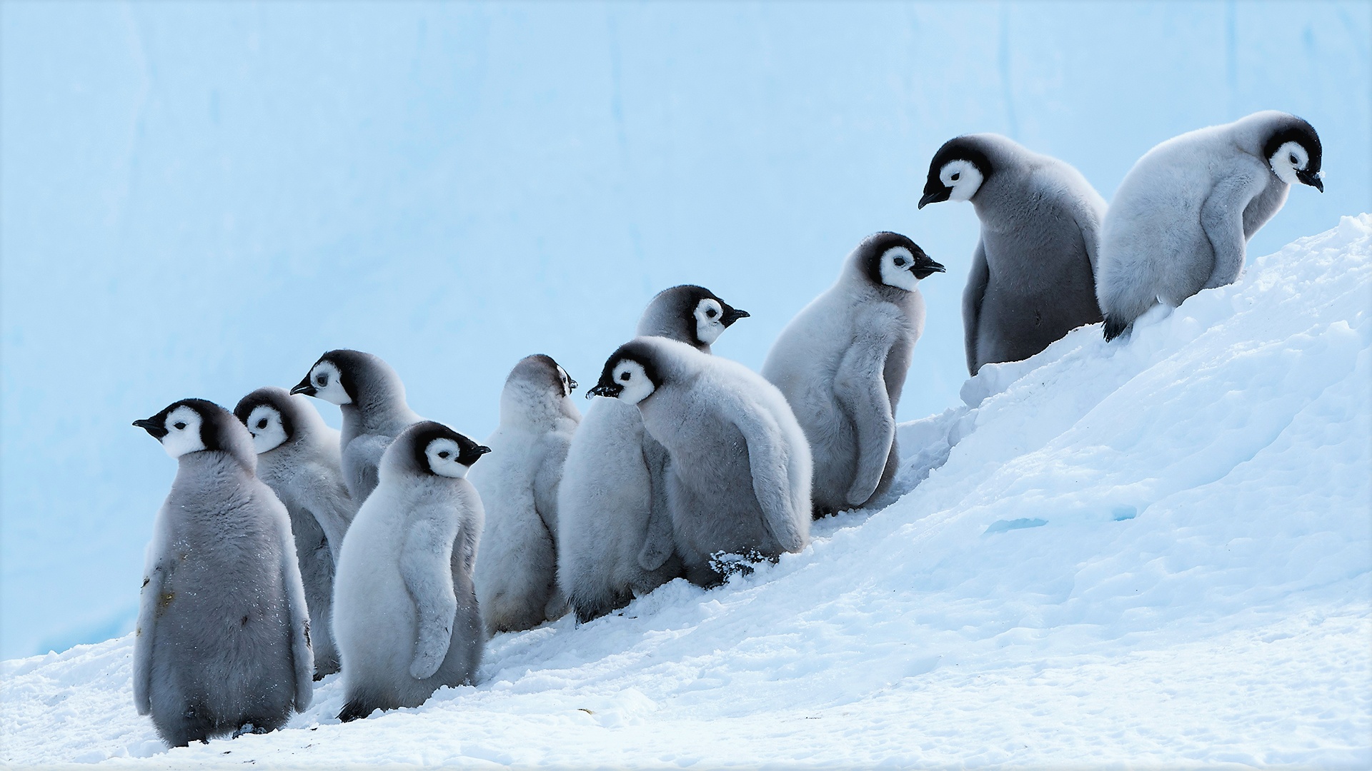 Hình Nền Châu Nam Cực Chim Cánh Cụt điện Thoại Giấy Dán Tường HD và Nền Cờ  đẹp châu nam cực chim cánh cụt dễ thương để Tải Xuống Miễn Phí 