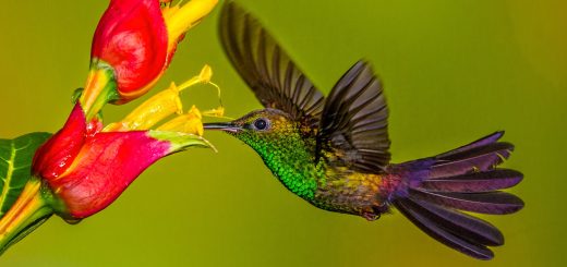 Hình ảnh các loài chim đẹp nhất thế giới