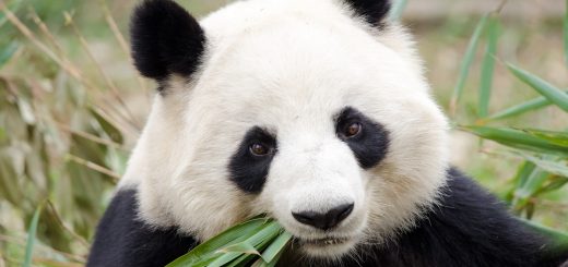 Hình ảnh gấu trúc panda dễ thương