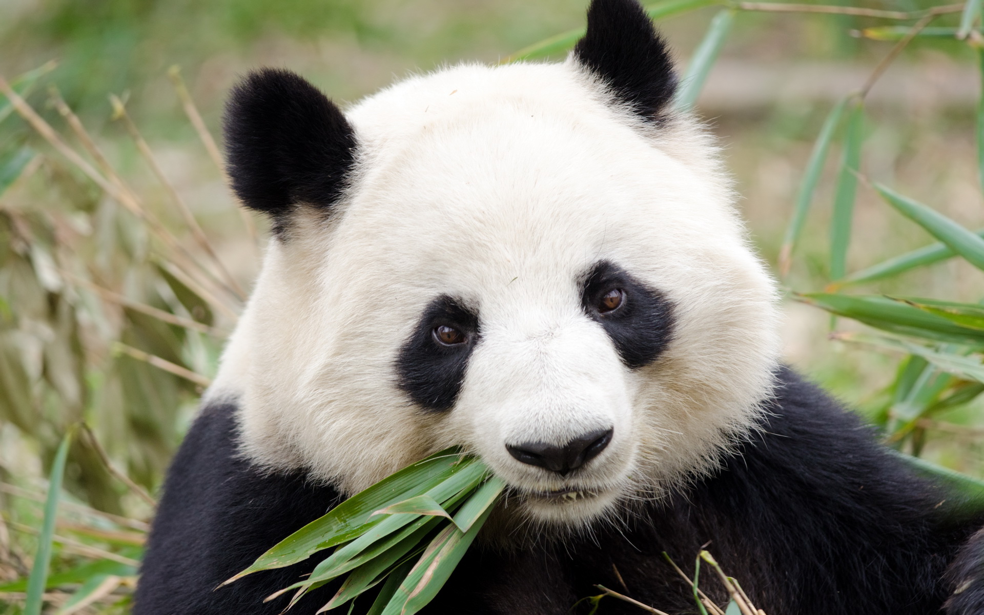 Hình nền gấu trúc Panda dễ thương  thptcandangeduvn