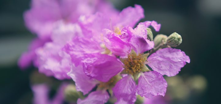 Hình ảnh hoa bằng lăng tím tuyệt đẹp