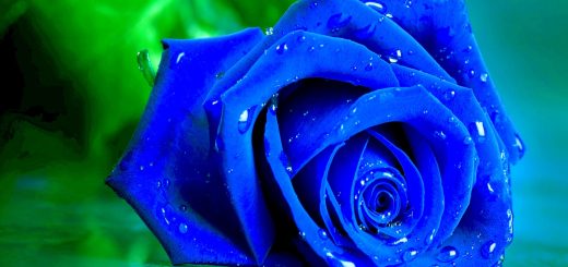 Hình ảnh hoa hồng xanh đẹp lãng mạn