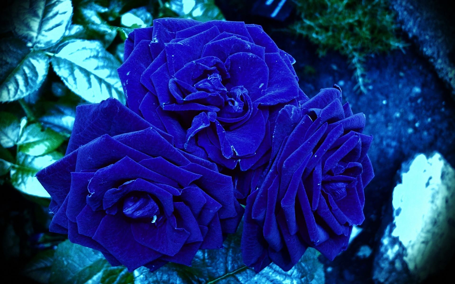 Chia sẻ hơn 101 hình nền hoa màu xanh dương hay nhất  thtantai2eduvn