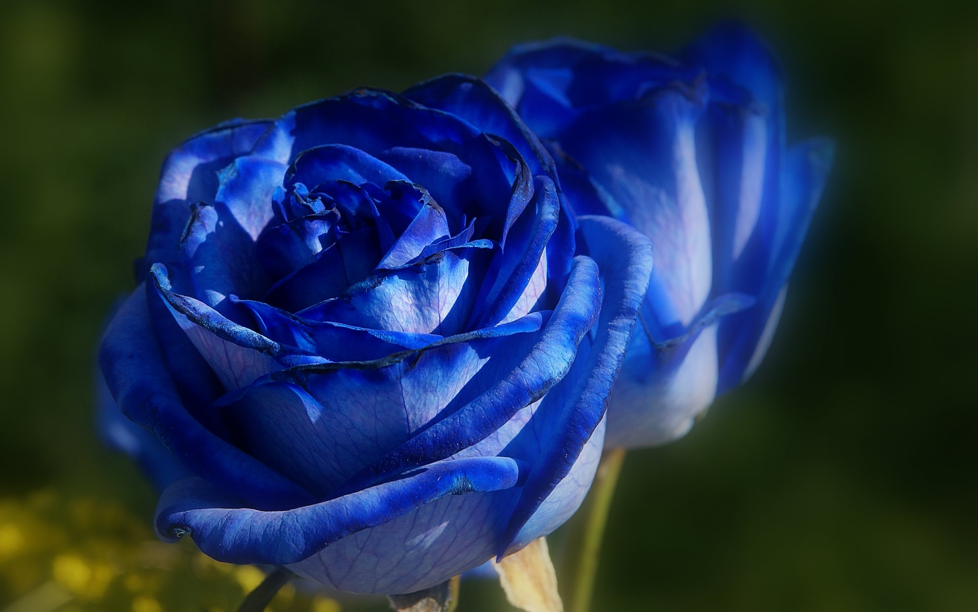 Что означает синие цветы
