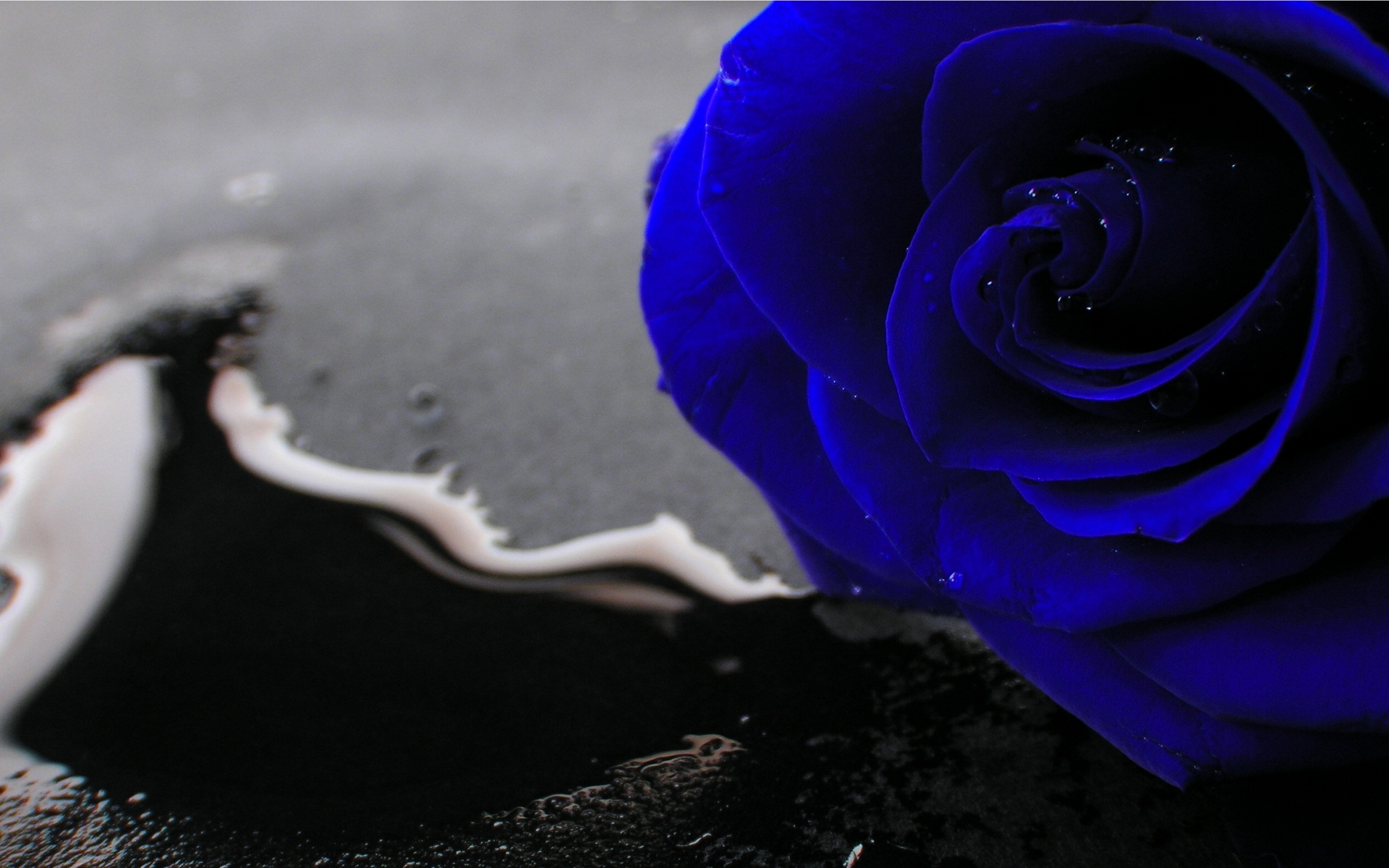 Hình nền hoa hồng xanh đẹp và lãng mạn - ✫ Ảnh đẹp ✫