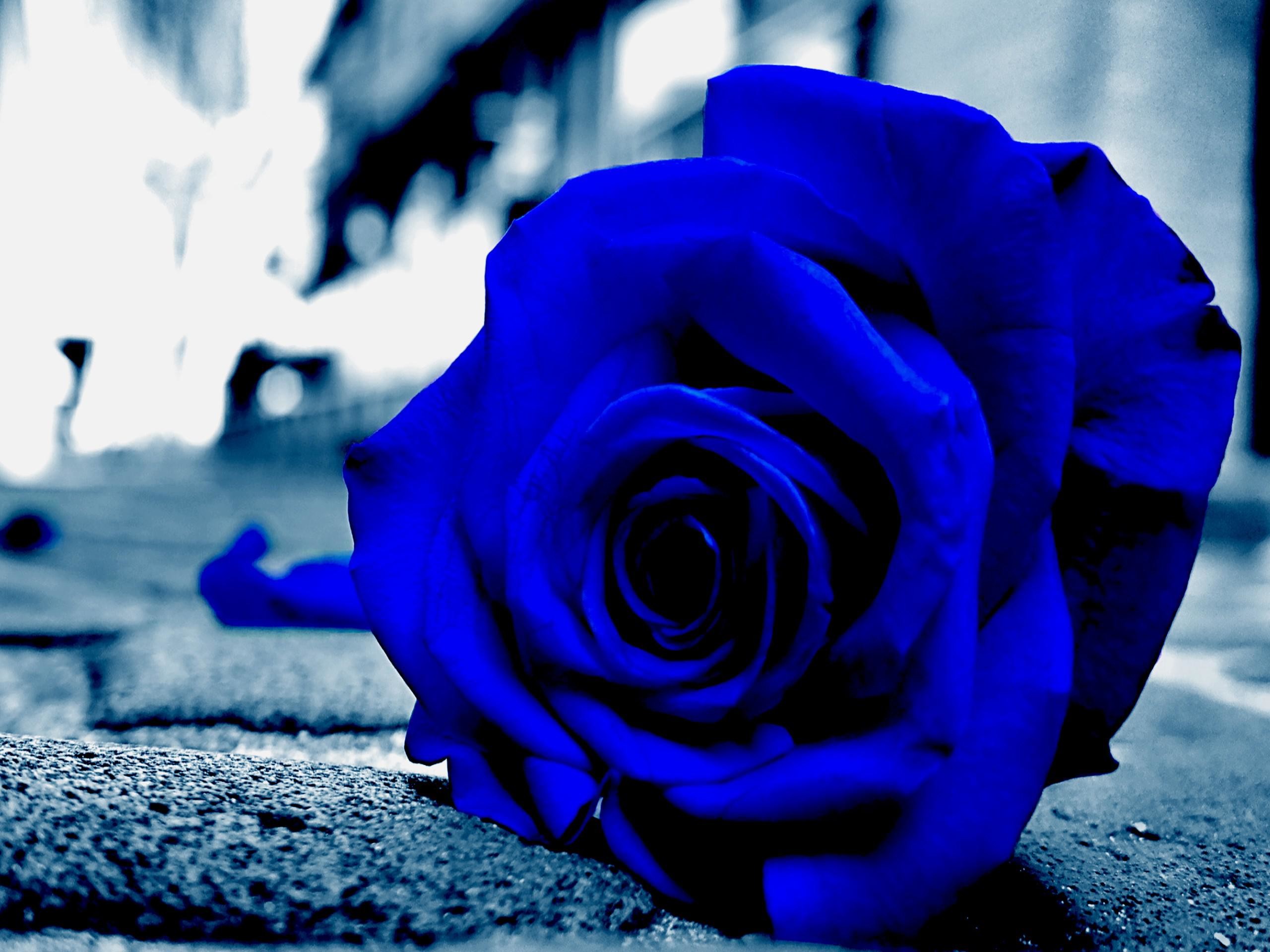 Hình ảnh hoa hồng đen hoa hồng xanh đẹp nhất  VFOVN