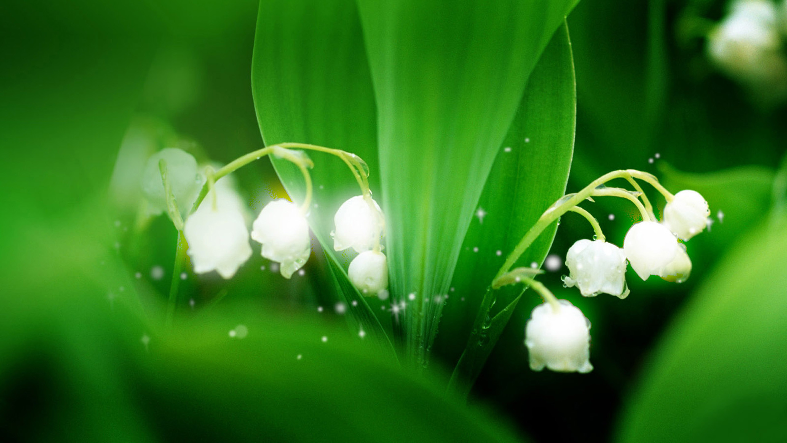 Ý nghĩa hoa linh lan  wisterialh