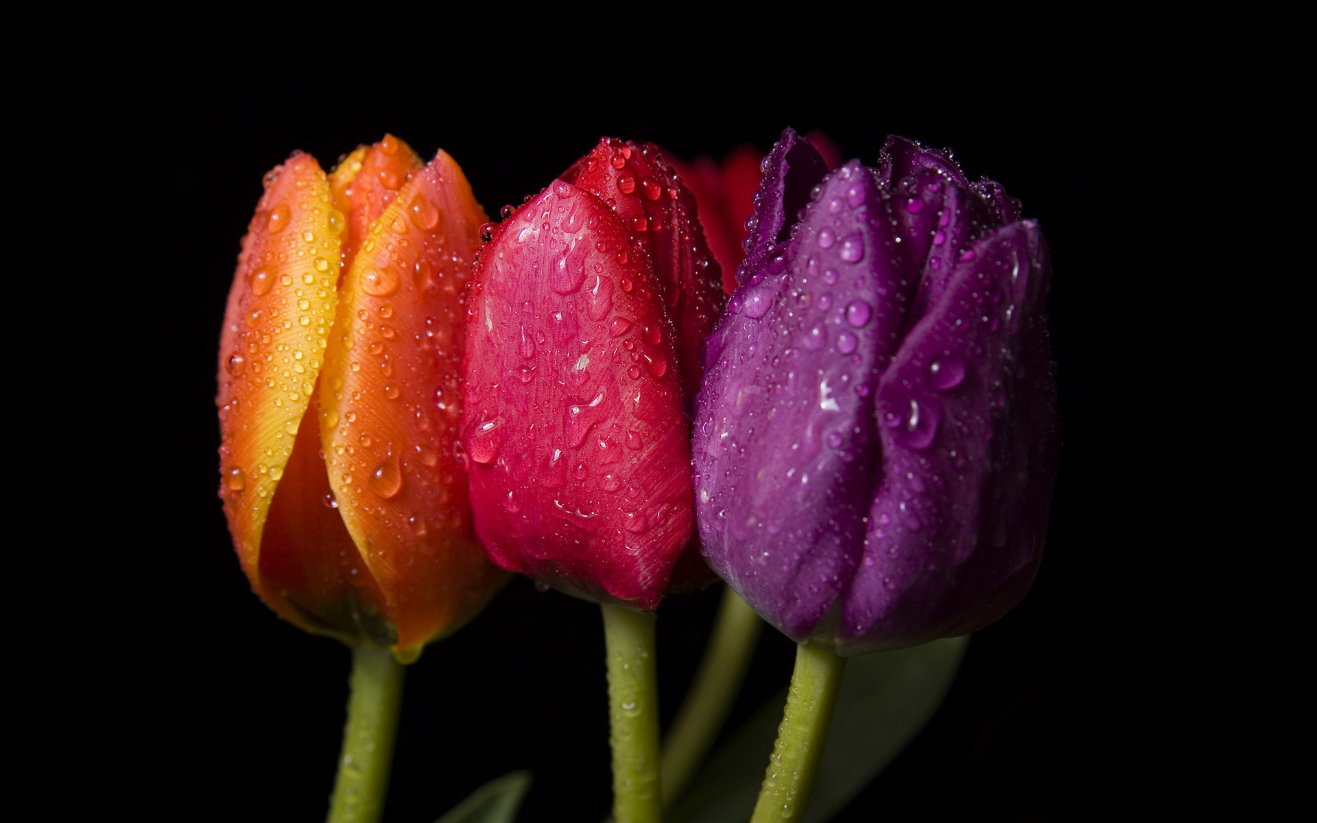 Nền Cây Hoa Tulip Màu Hồng Và Hình ảnh Để Tải Về Miễn Phí  Pngtree