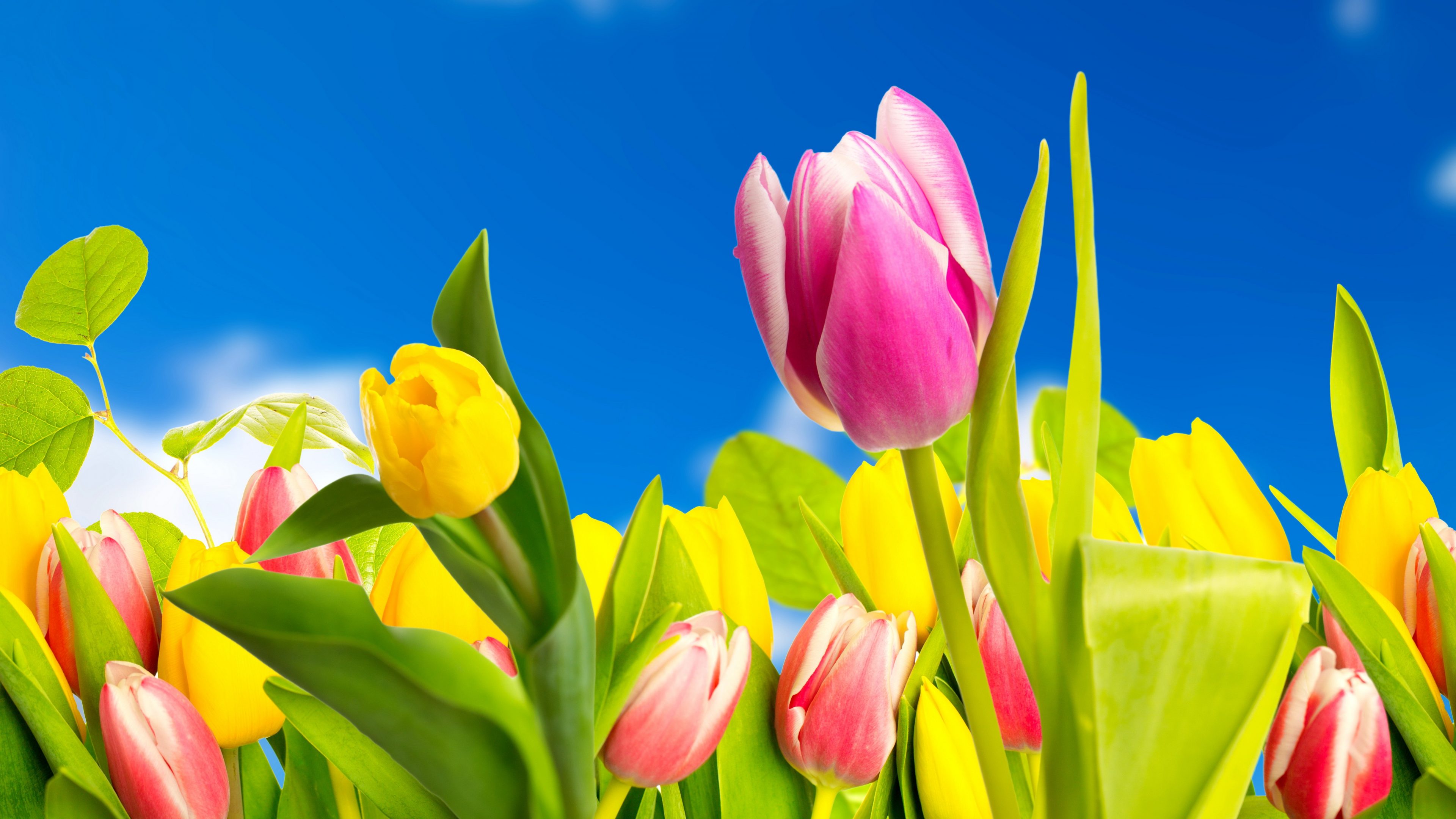 Bộ Sưu Tập Hình Nền Hoa Tulip Cực Chất Full 4K Top 999+