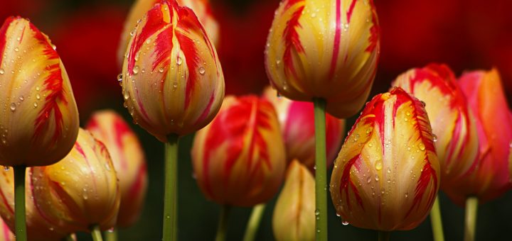 Hình ảnh hoa Tulip
