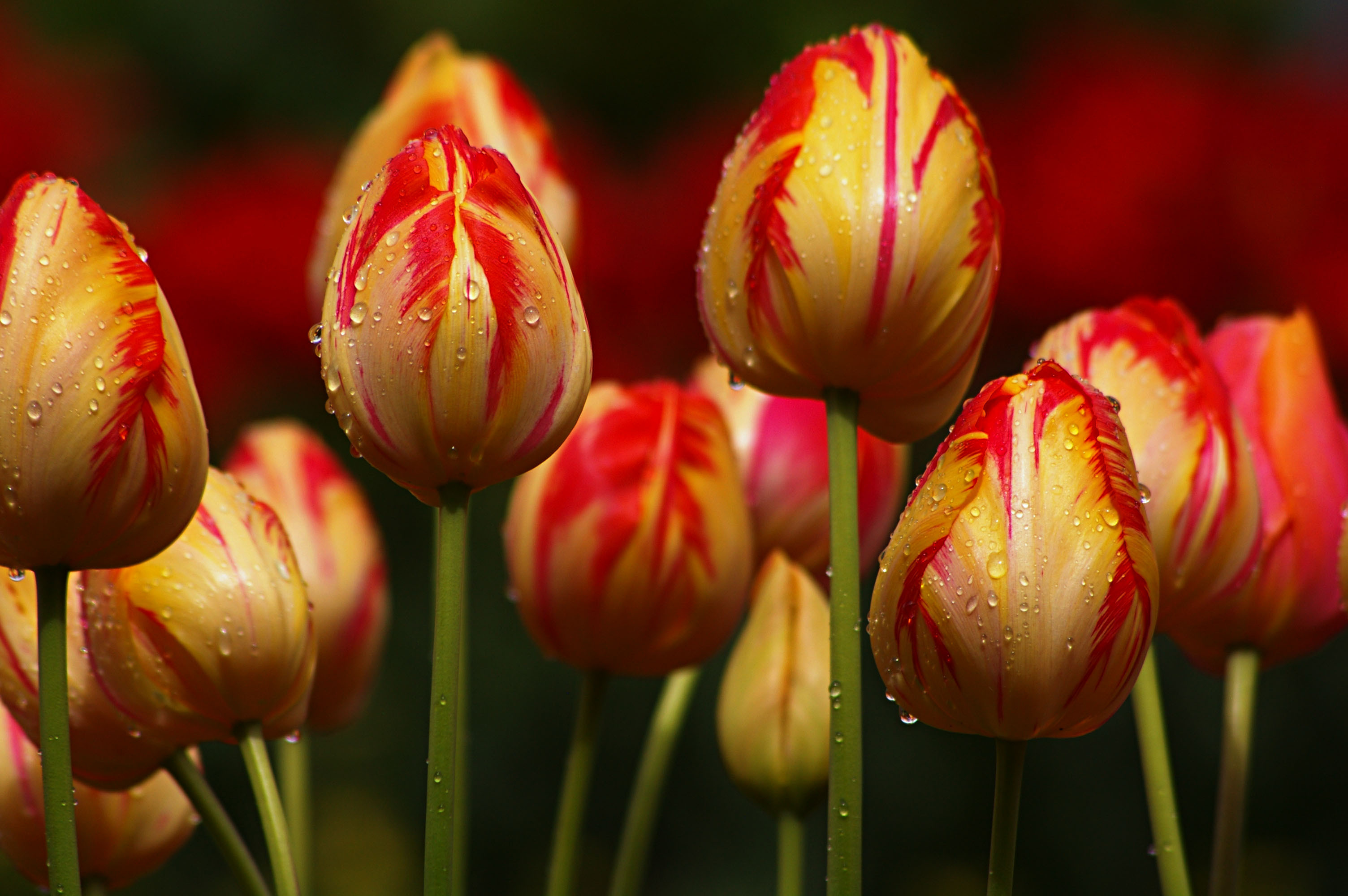 Tải Hình Nền Hoa Tulip Rực Rỡ Tuyệt Đẹp Về Máy Tính, Tại Sao Không?