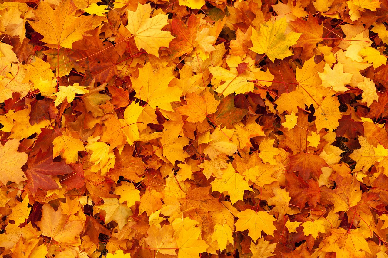 hình ảnh  Mùa thu thiên nhiên lá phong Lá màu vàng Rụng lá Ánh sáng  mặt trời cây phong chi nhánh Hình nền máy tính 3456x2304  asdresden   1418157  hình ảnh đẹp  PxHere