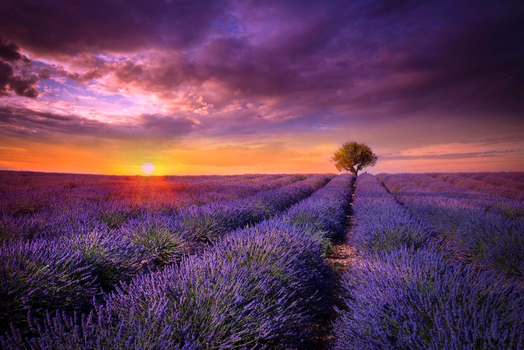 Bộ hình nền hoa lavender  Blog review chuyên nghiệp