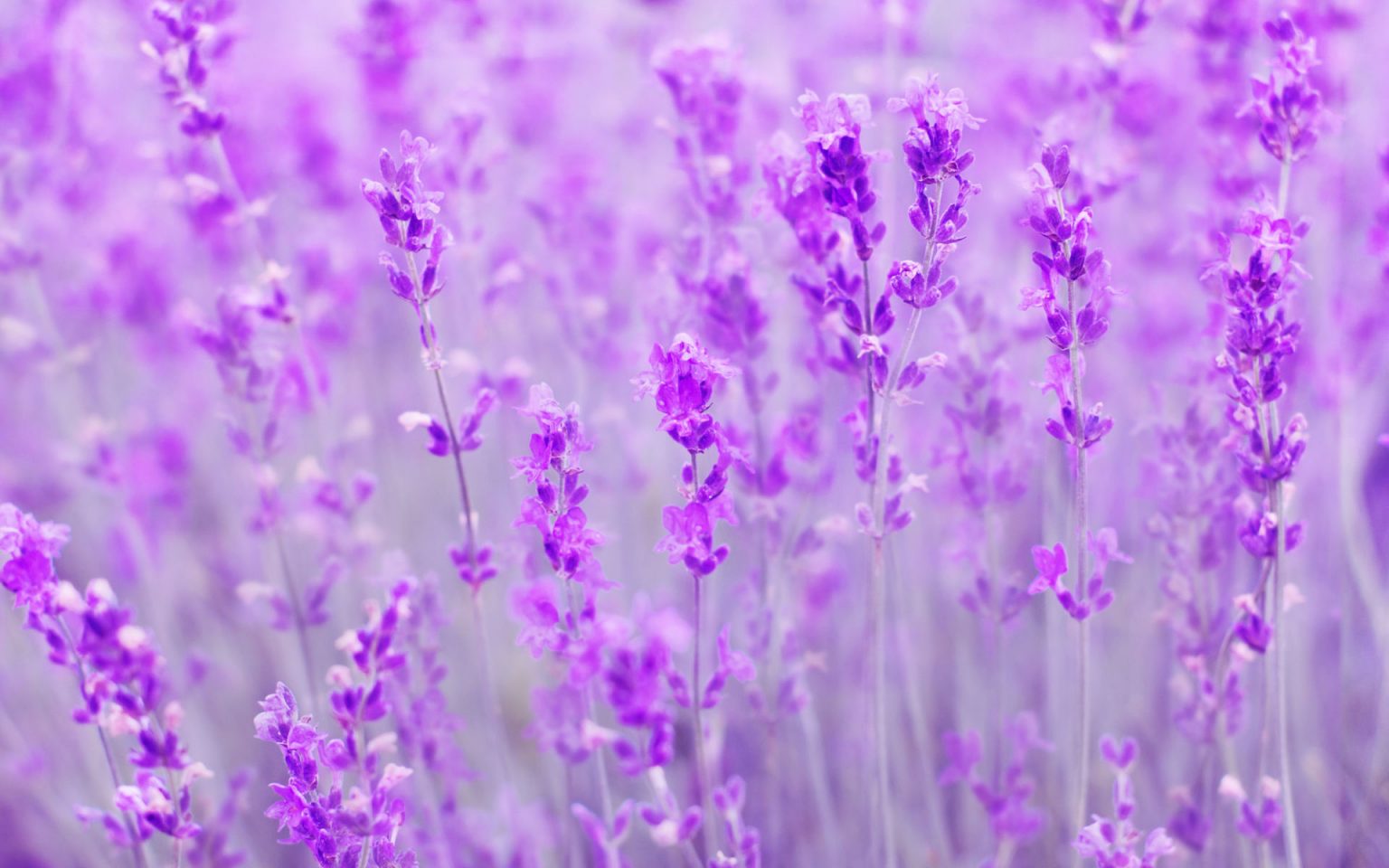 Ảnh hoa oải hương Lavender hình nền hoa oải hương đẹp