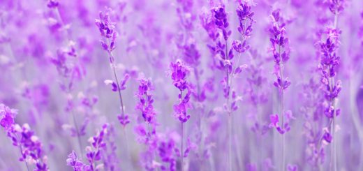 Tải hình nền hoa Lavender về máy tính