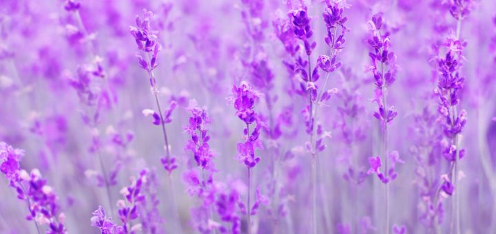 Ý Nghĩa Hoa Lavender