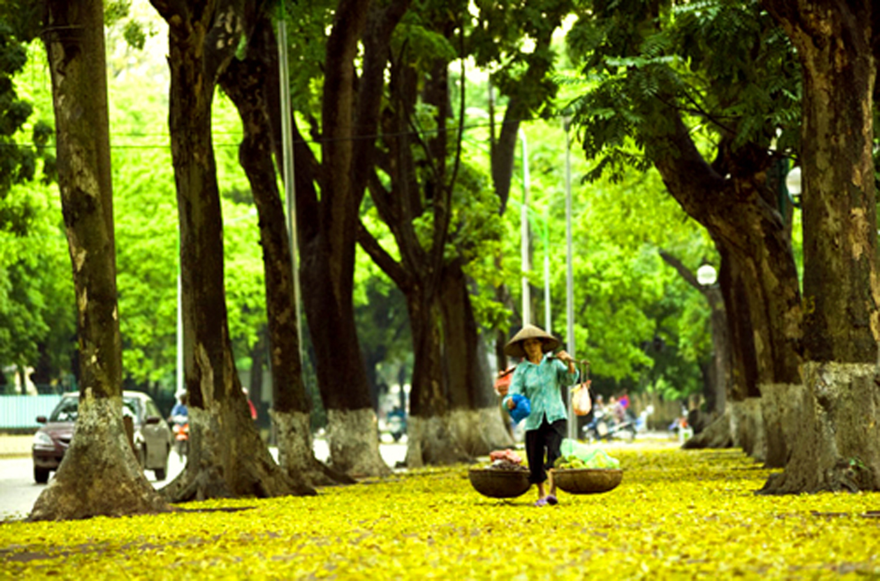 Mùa Thu Hà Nội: Mùa thu là khoảng thời gian đẹp nhất của Hà Nội. Cùng ngắm nhìn công viên vàng rực, lá phượng đỏ rực rỡ, gió mát lành thổi qua những con phố tĩnh lặng. Hãy để những khung cảnh lãng mạn của mùa thu Hà Nội chiếm trọn trái tim bạn.