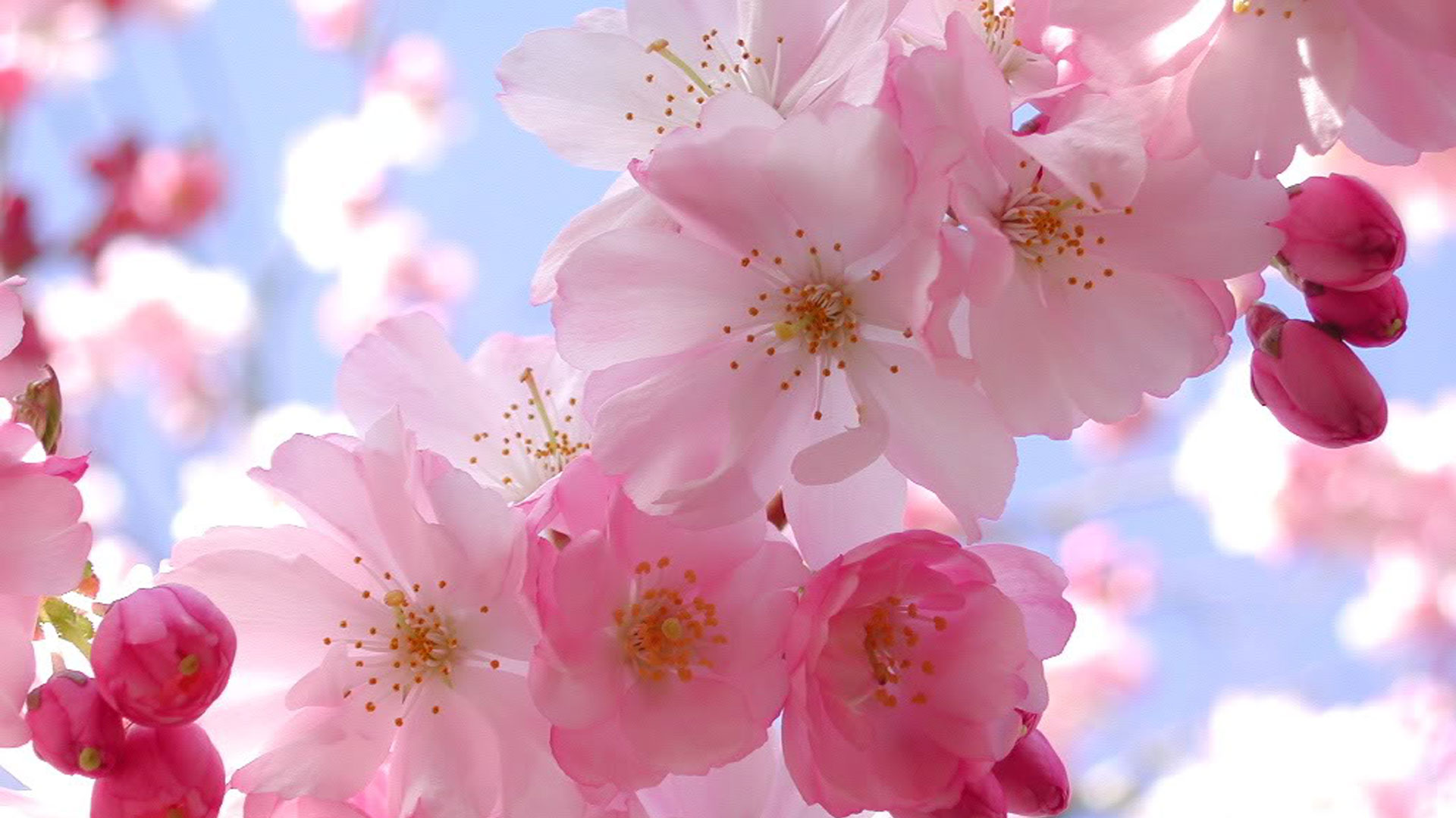 50 hình nền hoa anh đào Nhật Bản siêu đẹp và lãng mạn