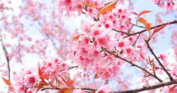 Hình ảnh hoa anh đào Nhật Bản đẹp