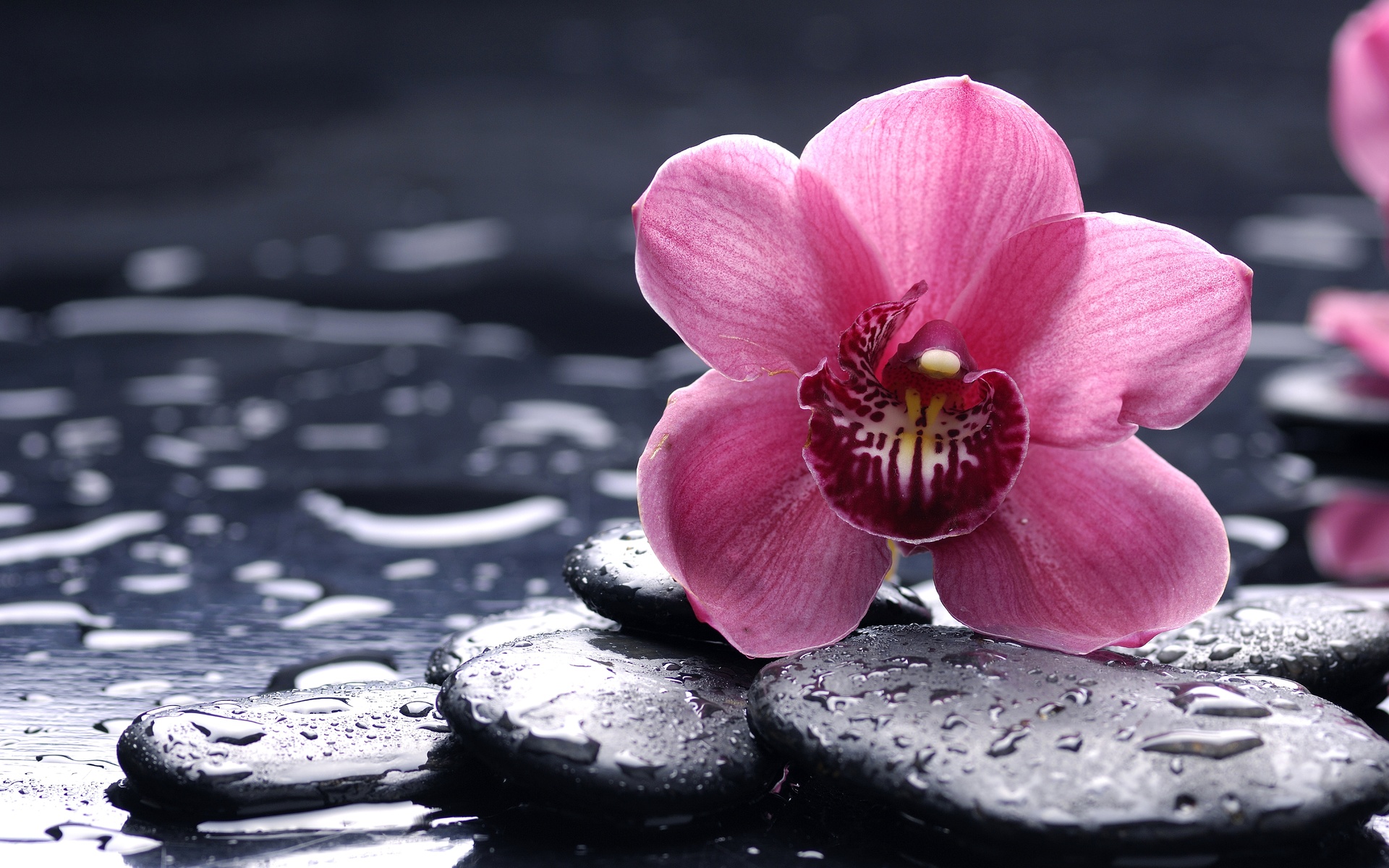 100 hình nền hoa lan đẹp nhất, lung linh nhất dành tặng cho bạn