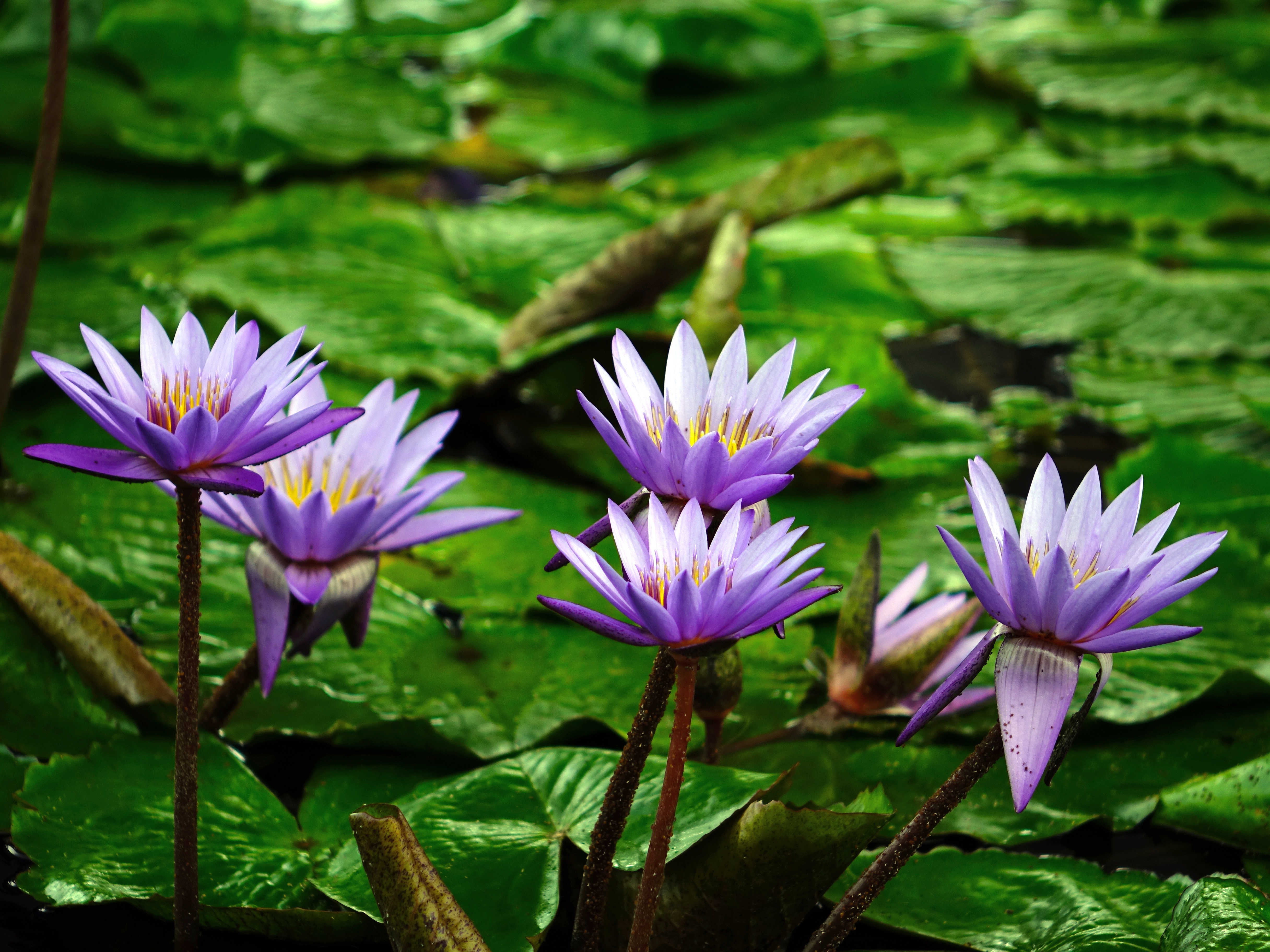 Bộ hình nền chủ đề các loài hoa đẹp cho Windows 7  Thông tin công nghệ