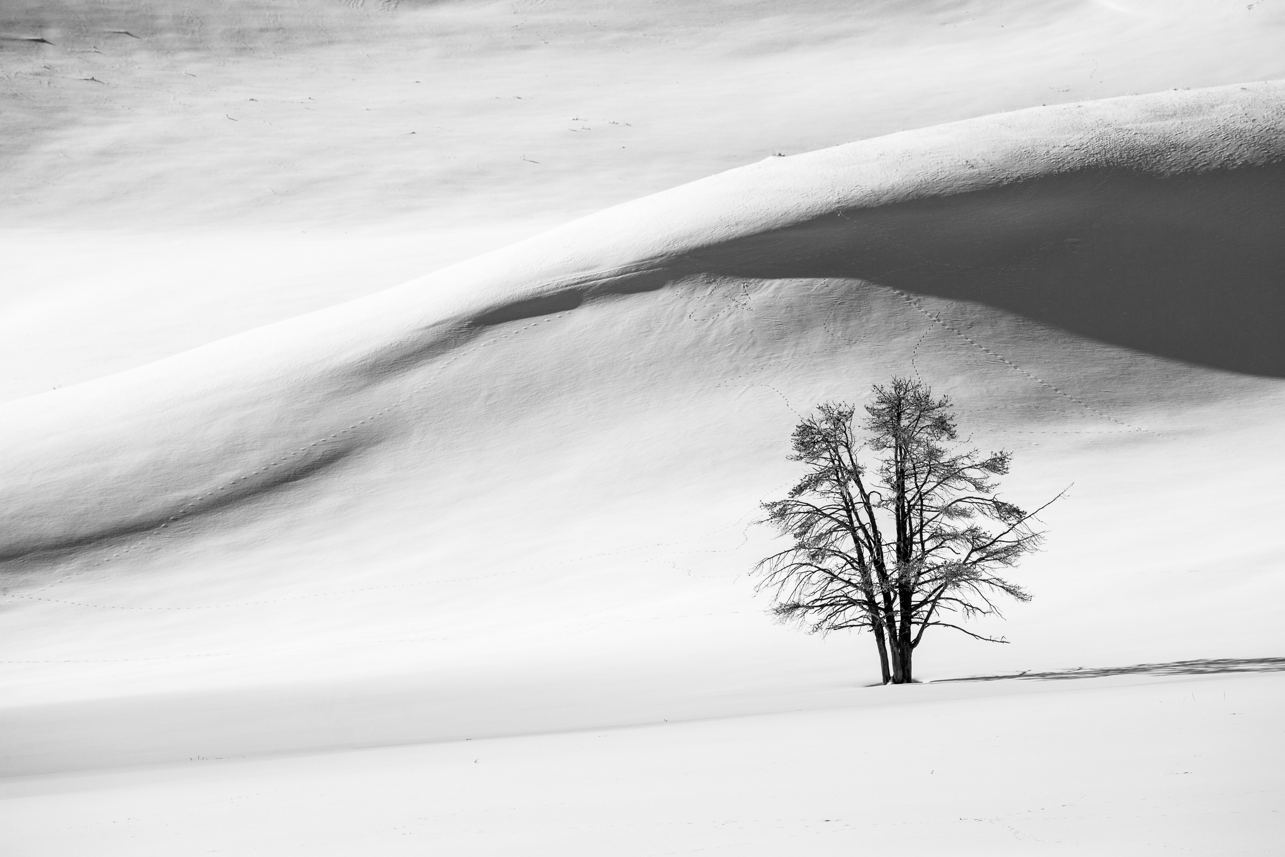 Hình nền : Bnw, đen và trắng, cây, thiên nhiên, Nikon, cánh đồng, Quốc gia,  Nông thôn, mùa đông, phong cảnh 1440x1080 - - 1055760 - Hình nền đẹp hd -  WallHere