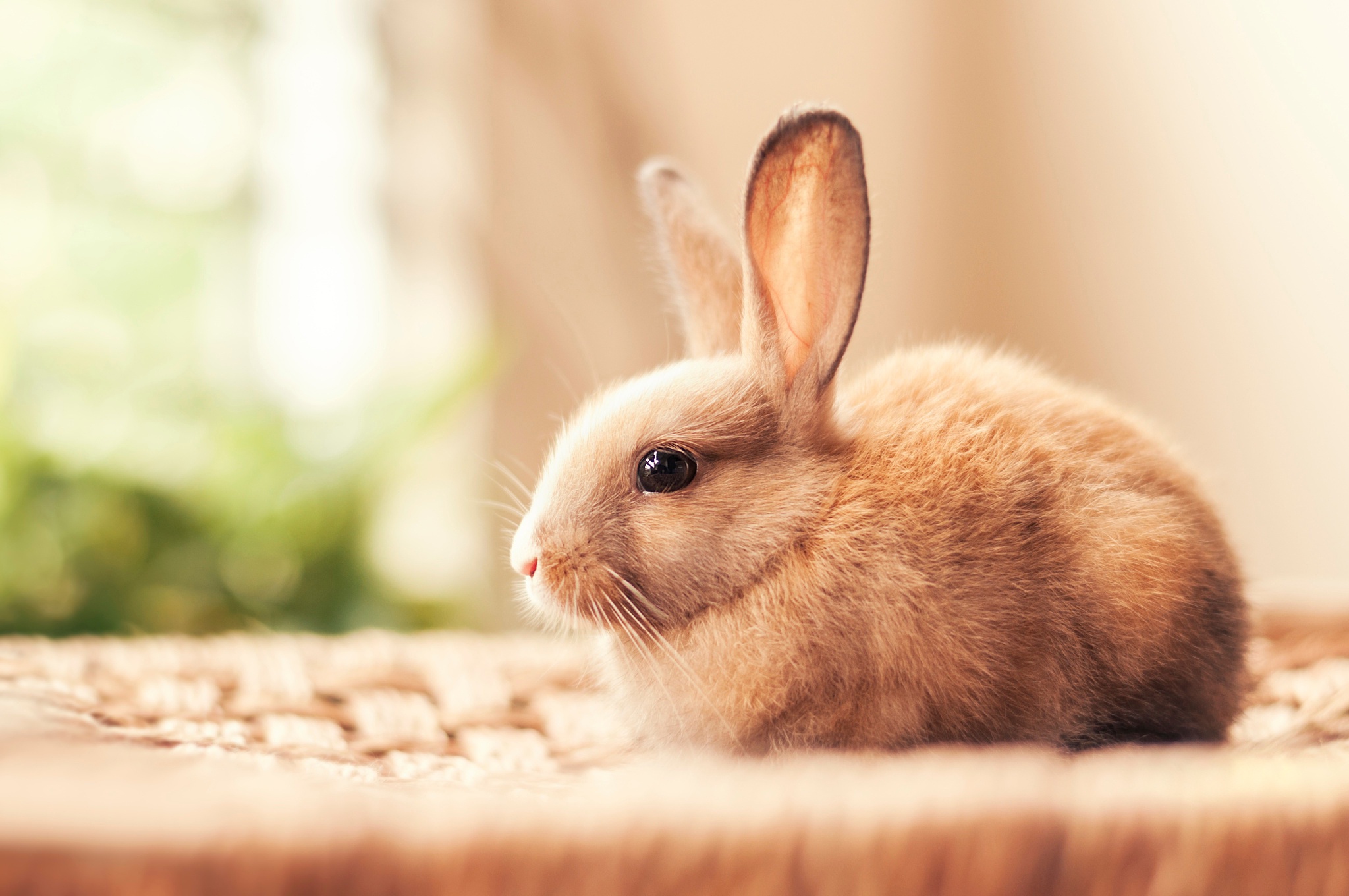 Hình ảnh con thỏ cute, ảnh thỏ hoạt hình dễ thương đẹp nhất - META.vn