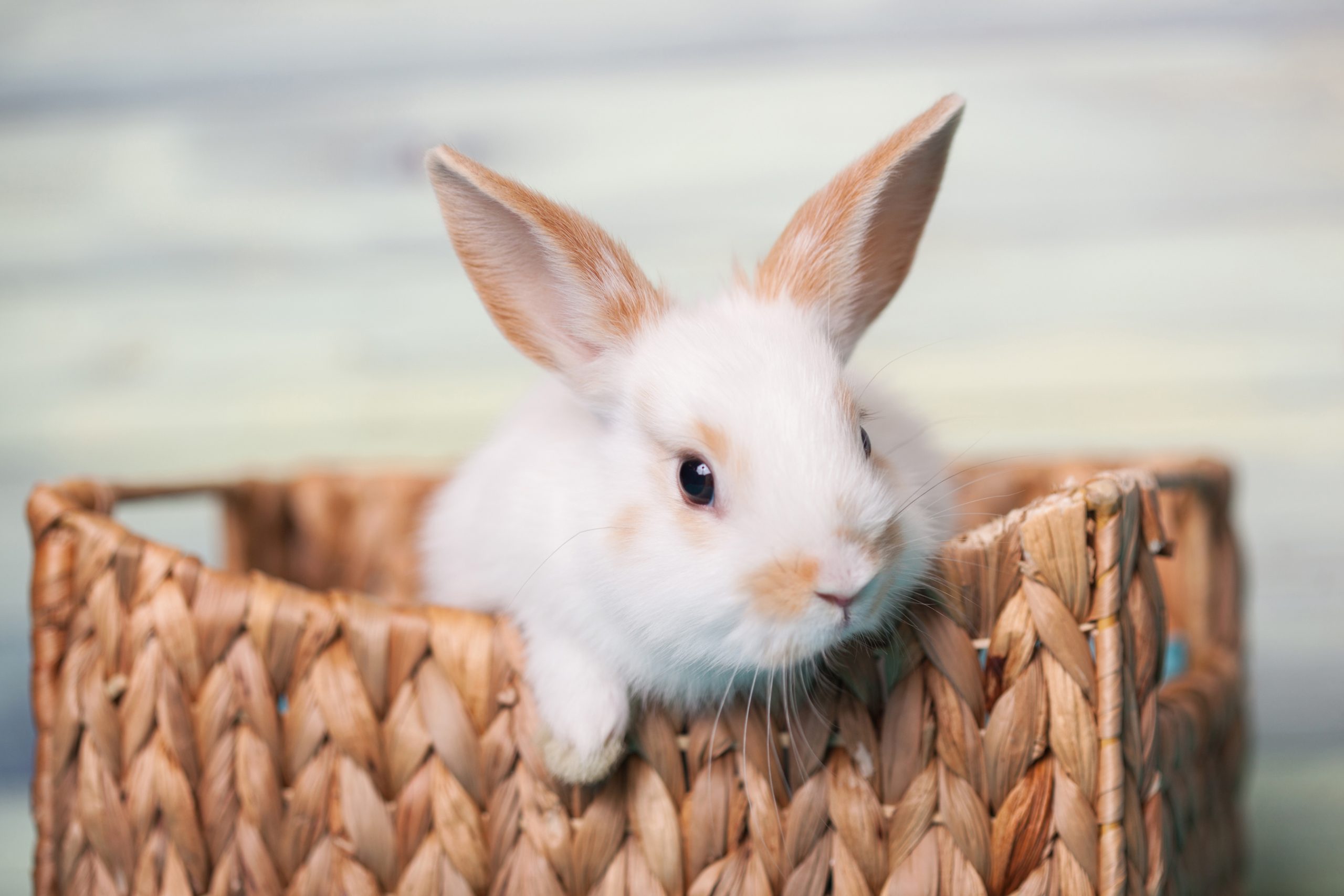 Hình ảnh, hình nền con thỏ đẹp nhất dễ thương | VFO.VN