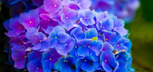 Hình ảnh hoa Cẩm Tú Cầu đẹp nhất