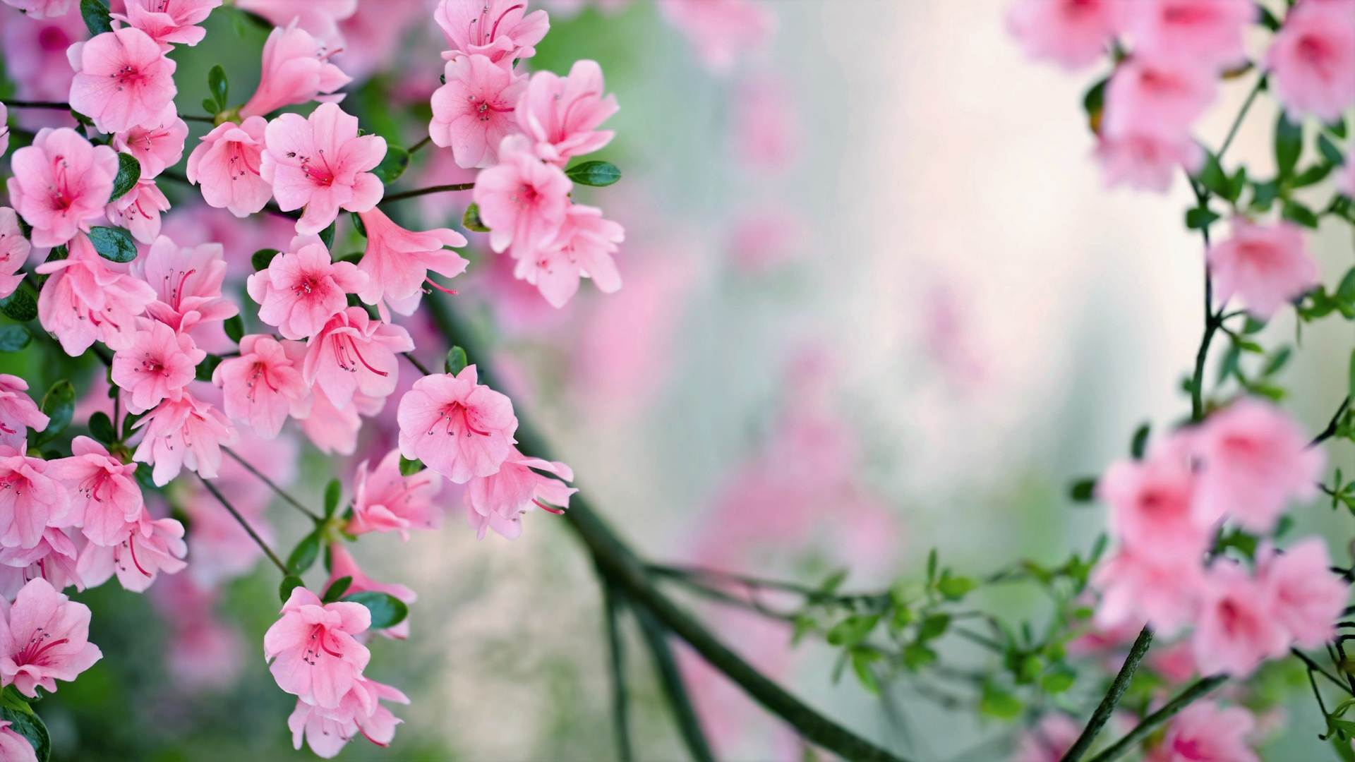 Mùa hoa Đào: Mùa xuân là khoảng thời gian tuyệt vời để chiêm ngưỡng vẻ đẹp của thiên nhiên. Hãy cùng khám phá vẻ đẹp ngọt ngào của mùa hoa đào, khi những cành hoa đào nở rộ tràn đầy sắc hồng tươi sáng và bung lụa trên khắp các con phố.