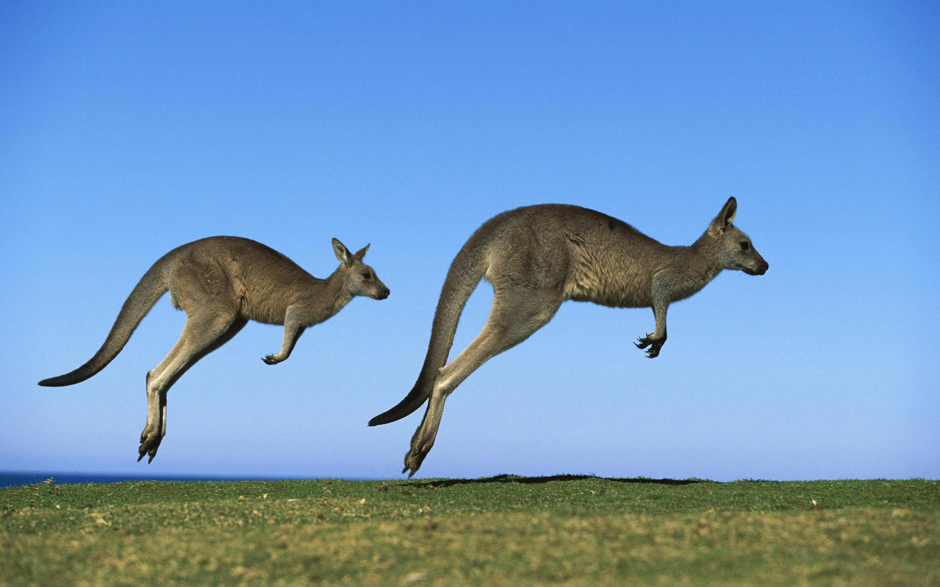 50 Hình nền chuột túi Kangaroo đẹp và dễ thương