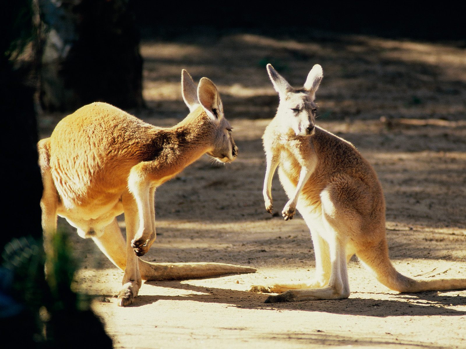 hinh anh chuot tui kangaroo 24