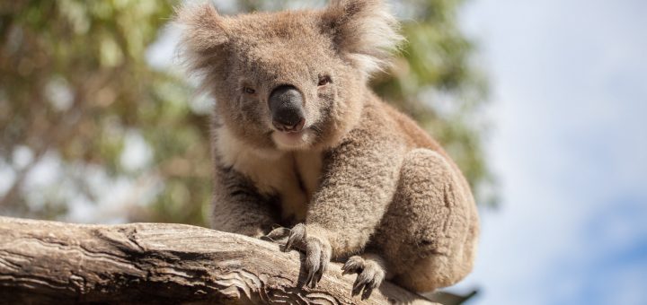 Hình nền gấu Koala