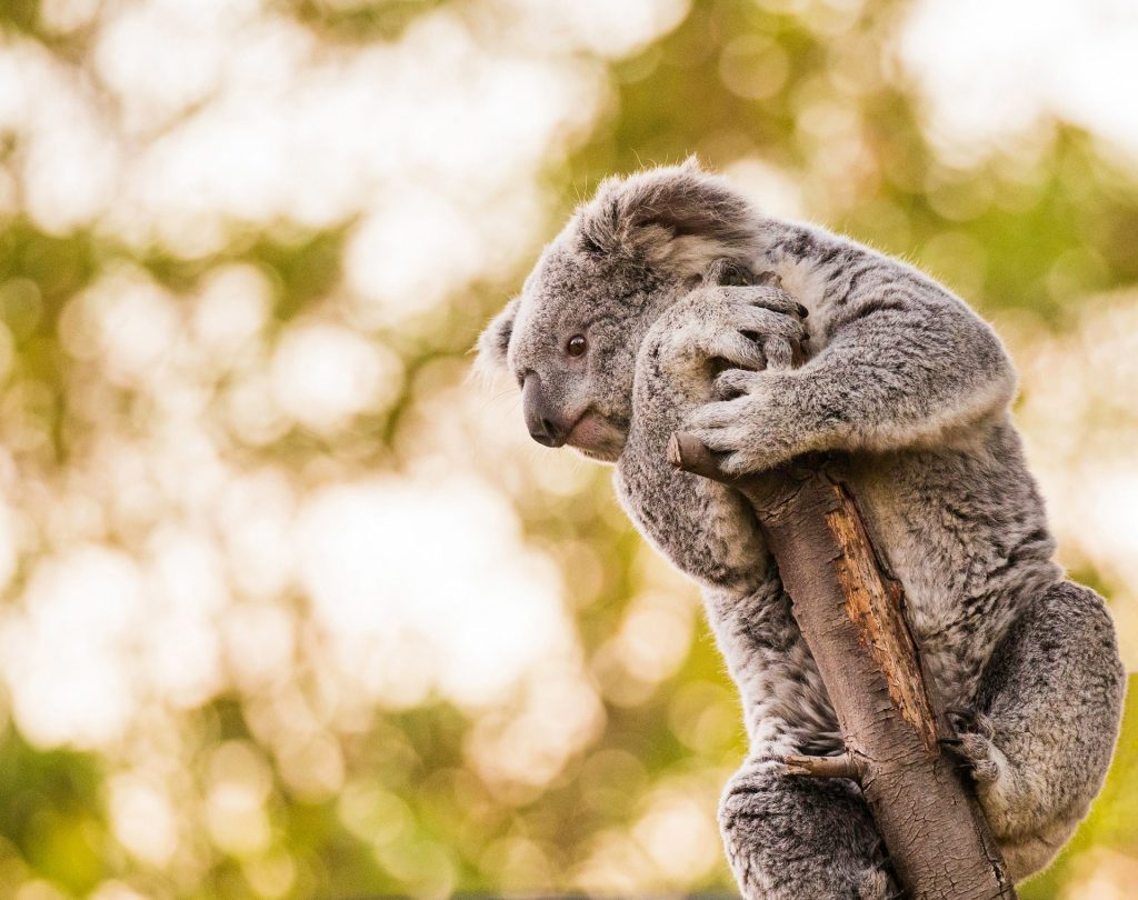 Những hình nền gấu túi Koala đáng yêu và dễ thương