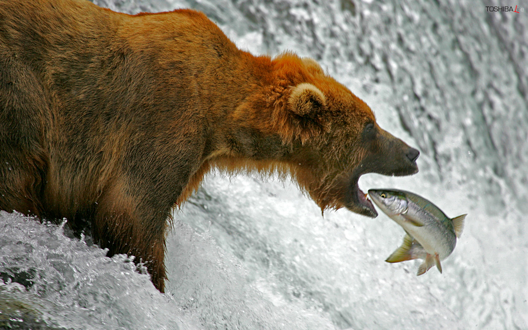 Hình ảnh gấu bắt cá