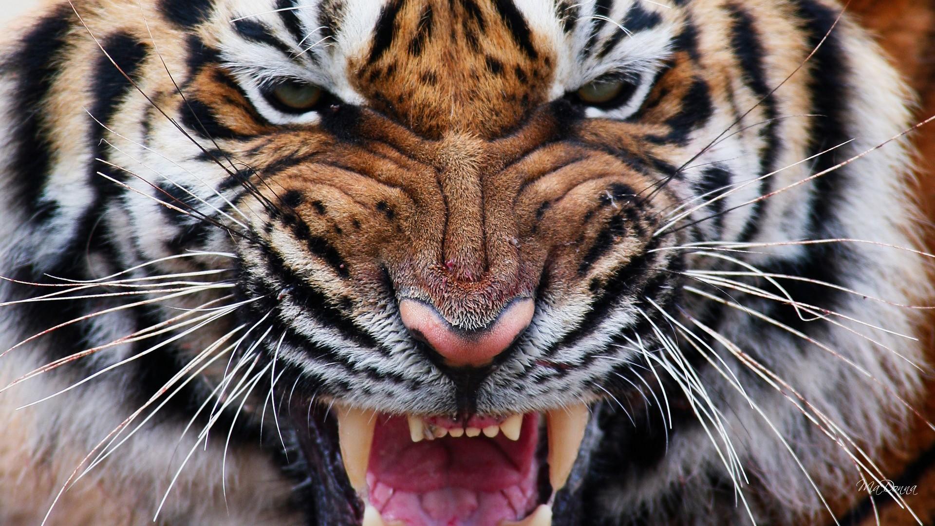 Hình nền hổ Tiger full HD