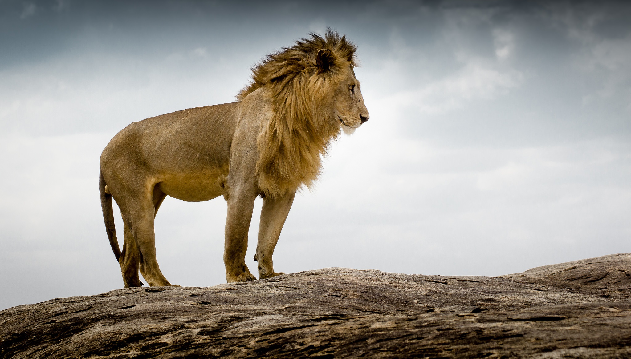 Hình ảnh, hình nền con sư tử đẹp nhất | VFO.VN